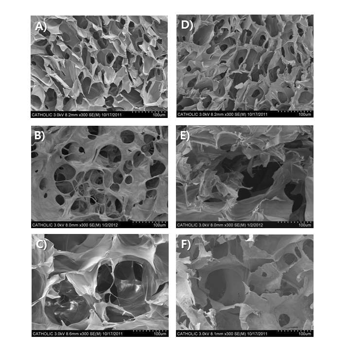 SEM 사진. Surface section (A) 키토산 지지체, (B) BMP-2 (100ng) dipping 키토산 지지체, (C) BMP-2 (100ng) 고정화된 키토산 지지체, Cross section (D) 키토산 지지체, (E) BMP-2 (100ng) dipping 키토산 지지체, (F) BMP-2 (100ng) 고정화된 키토산 지지체