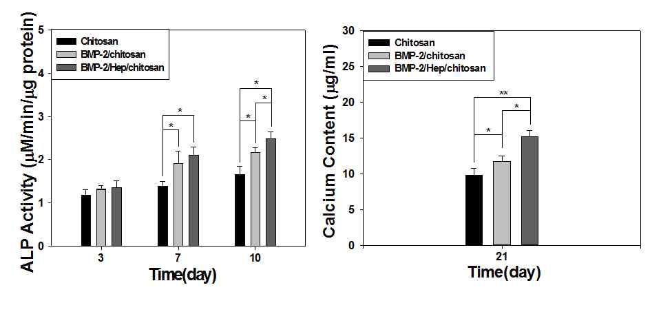 BMP-2가 고정화된 키토산 지지체의 세포에 대한 알칼리성 포스파타제 활성도 (좌) 및 칼슘 함량 측정 (우)
