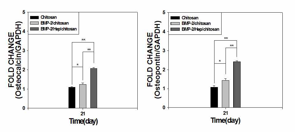 BMP-2가 고정화된 키토산 지지체의 Osteocalcin(좌) 와 Osteopontin(우)의 mRNA 유전자 발현 분석