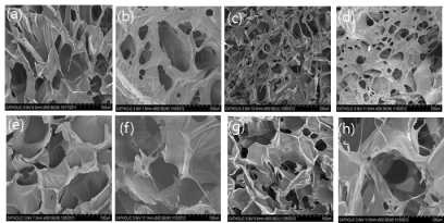 SEM 사진. Surface section (a) 키토산 지지체, (b) BMP-2 (100ng) 키토산 지지체, (c) Alendronate (5%) 키토산 지지체, (d) BMP-2 (100ng)/Alendronate가 고정화된 키토산 지지체, Cross section (D) 키토산 지지체, (E) BMP-2 (100ng) 키토산 지지체, (F) Alendronate (5%) 키토산 지지체, BMP-2 (100ng)/Alendronate가 고정화된 키토산 지지체