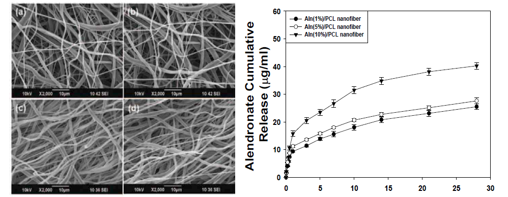 Alendronate 약물 함유 PCL 나노섬유와 Alendronate 방출거동