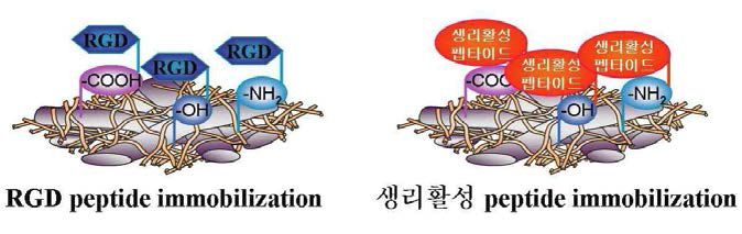 RGD 펩타이드와 생리활성 펩타이드의 고정화 및 공유결합 모식도