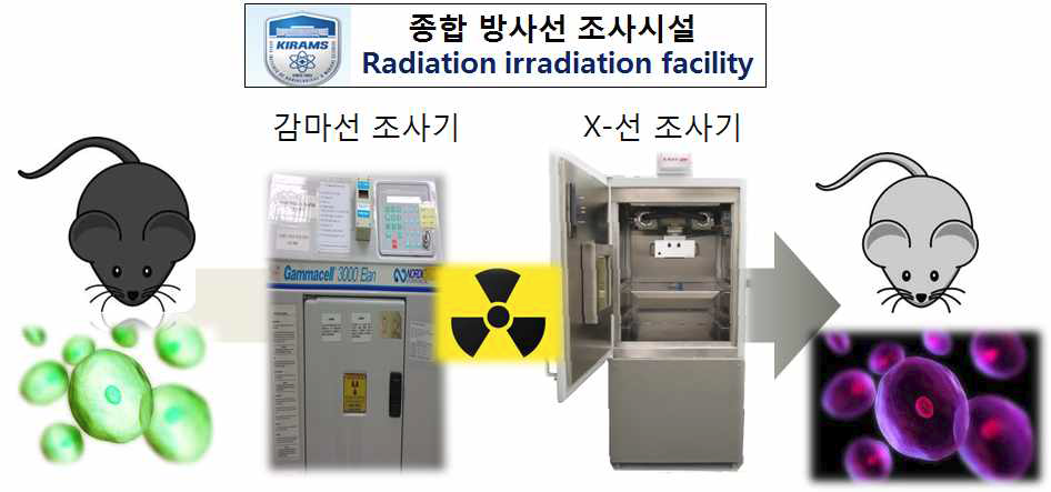 한국수력원자력(주) 방사선보건연구원의 다양한 방사선 조사시설을 이용한 실험동물의 피폭모델 정립 모식도