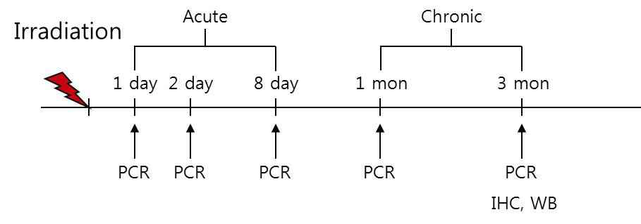 Scheme of cranial irradiation of mice and histological analysis for radiation acute and chronic damage response