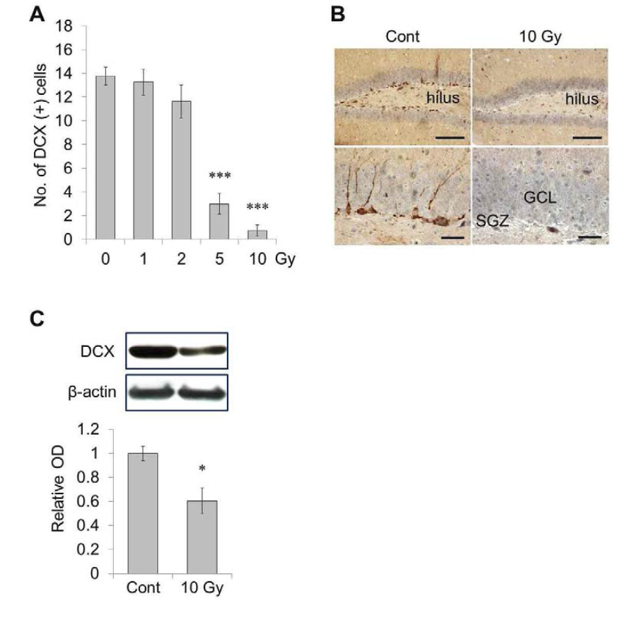 Cranial irradiation of high dose decreases hippocampal neurogenesis in the chronic phase.