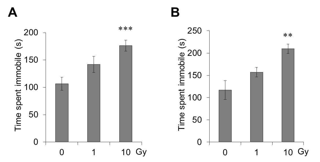 Depression-like behavior during chronic phase following cranial irradiation. In the tail suspension test (TST), time spent in immobility was increased in a dose-dependent manner following irradiation both at 30 (A) and 90 days (B).