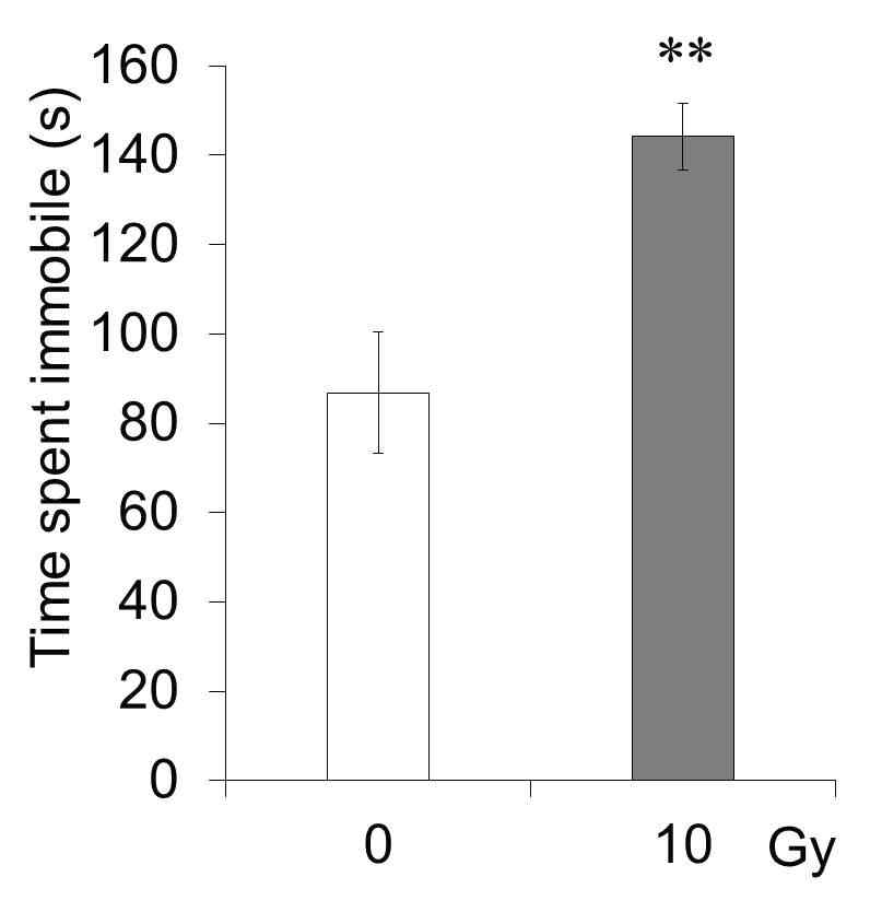 Depression-like behavior during chronic phase following cranial irradiation.