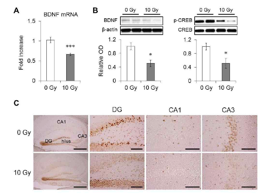 Changes in the levels of BDNF and CREB in the mouse hippocampus after cranial irradiation.