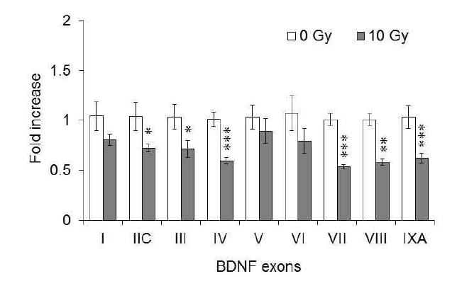 Changes in the levels of mRNAs encoding BDNF exon transcript variants in the mouse hippocampus 1 month post-irradiation.