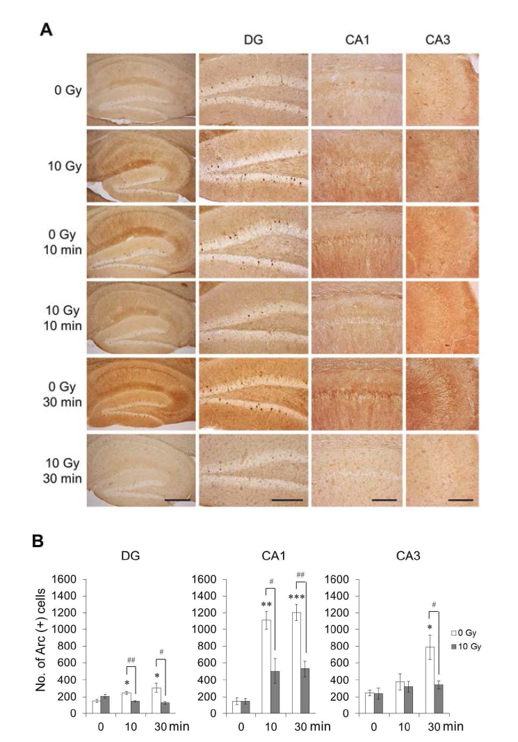 Expression of Arc protein in the hippocampus following CFC training with or without cranial irradiation.