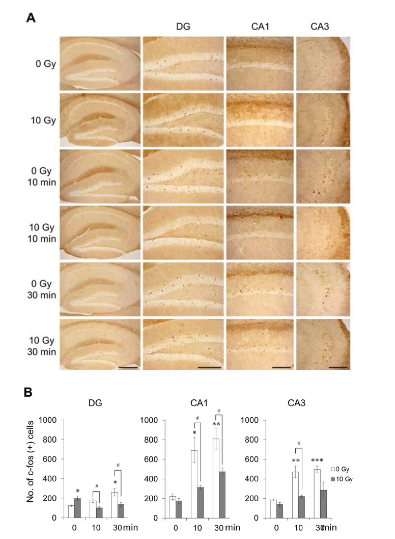 Expression of c-fos protein in the hippocampus following CFC training with or without cranial irradiation.