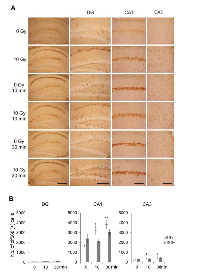 Expression of zif268 protein in the hippocampus following CFC training with 0 and 10 Gy cranial irradiation.