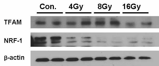 Effects of IR on mitochondrial biogenesis-related proteins in Neuro-2a cells.