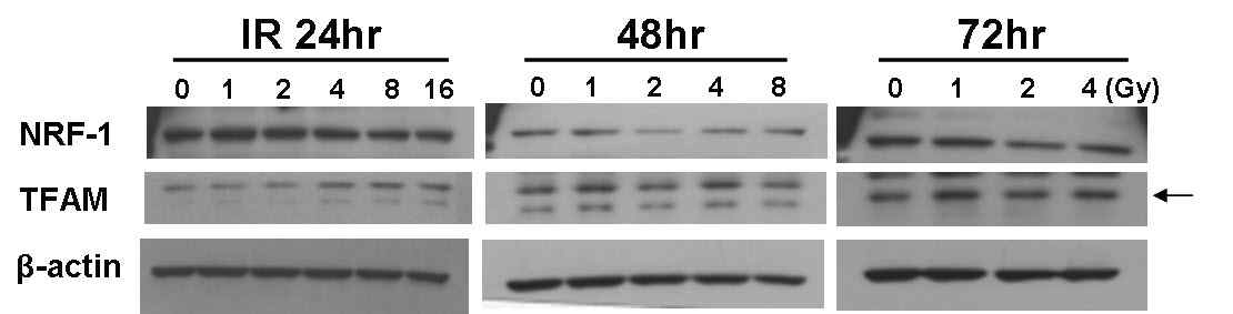 Effects of IR on mitochondrial biogenesis-related proteins in C17.2 cells.