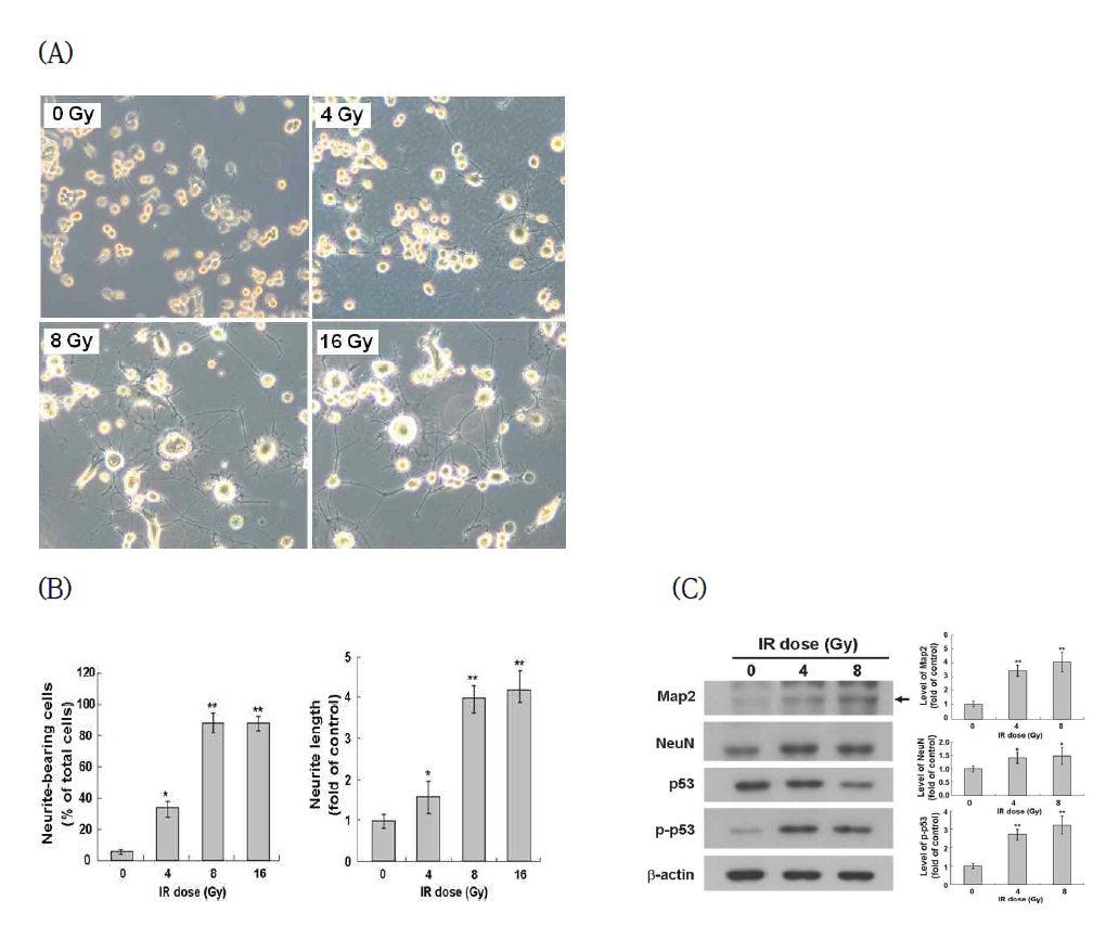 Induction of neurite outgrowth and neuronal markers by IR in Neuro-2a cells.