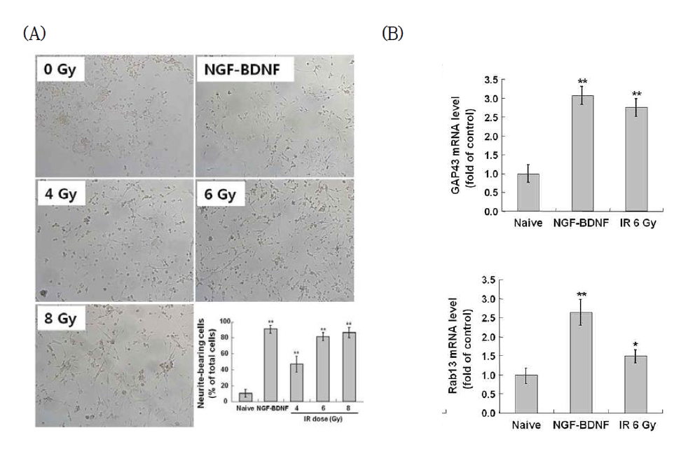 Induction of neurite outgrowth and the related genes by IR in C17.2 cells.