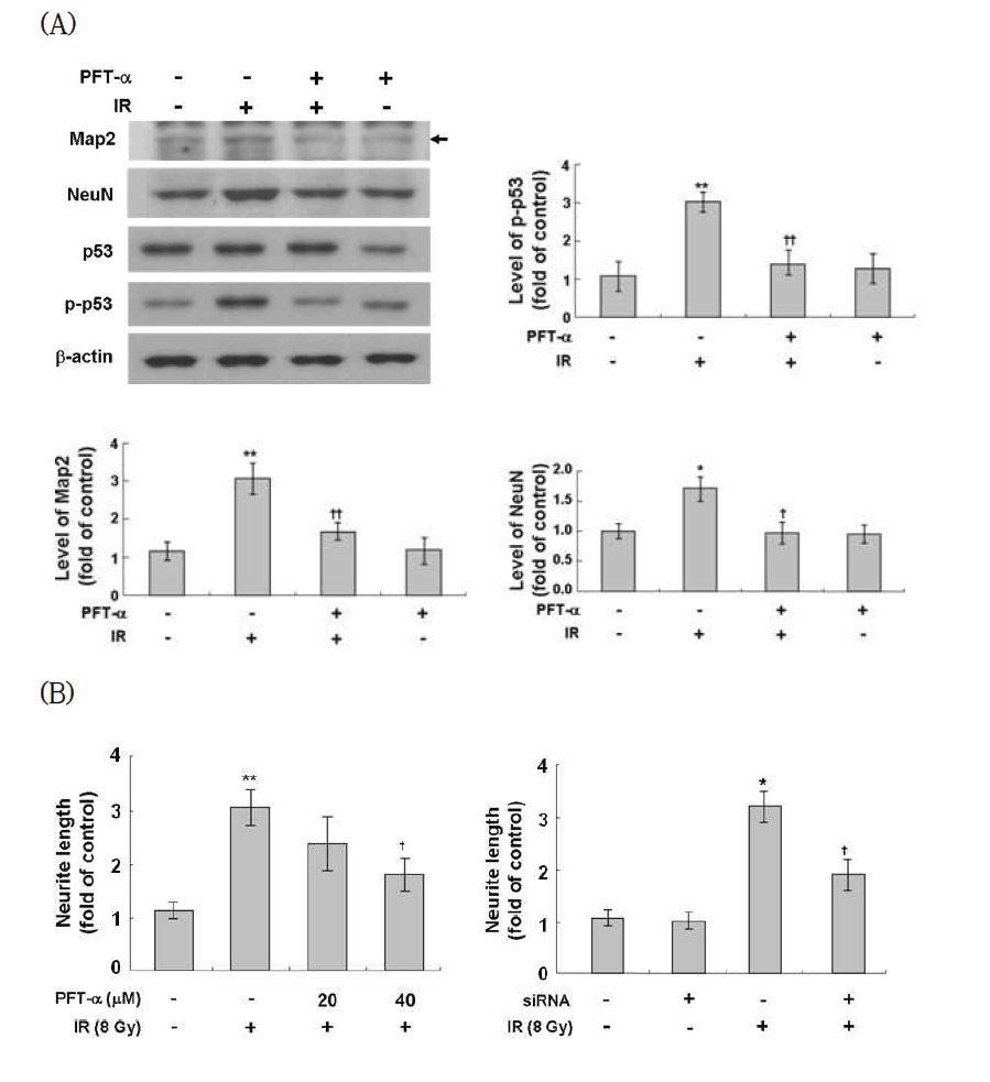 Suppression of IR-induced neuronal markers and p53 activation by p53 inhibitor and siRNA in Neuro-2a cells.