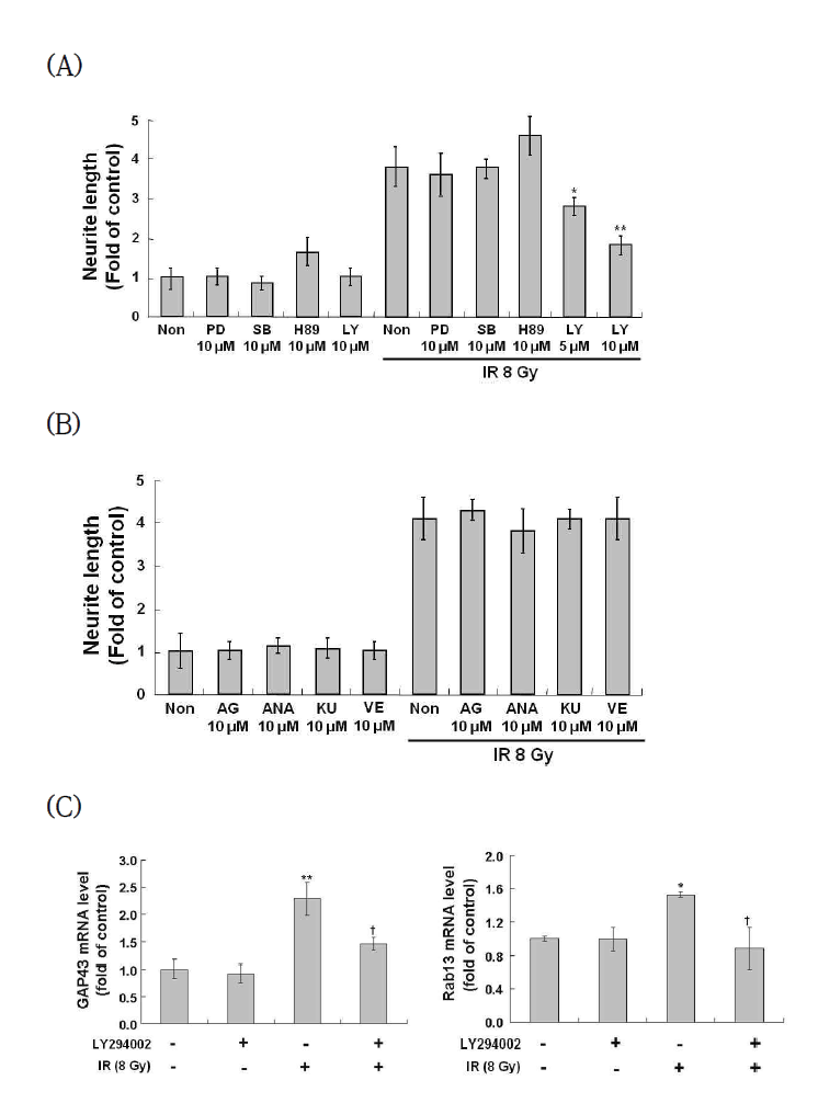 Suppression of IR-induced neurite outgrowth and the related genes by PI3K inhibitor in Neuro-2a cells