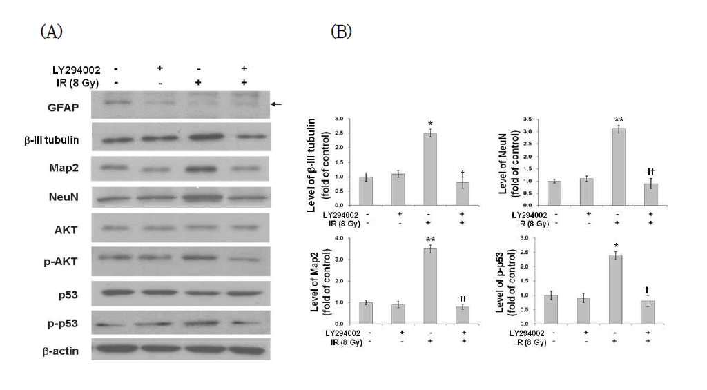 Suppressive effects of PI3K inhibitor on induction of neuronal markers and activation of p53 in irradiated Neuro-2a cells.