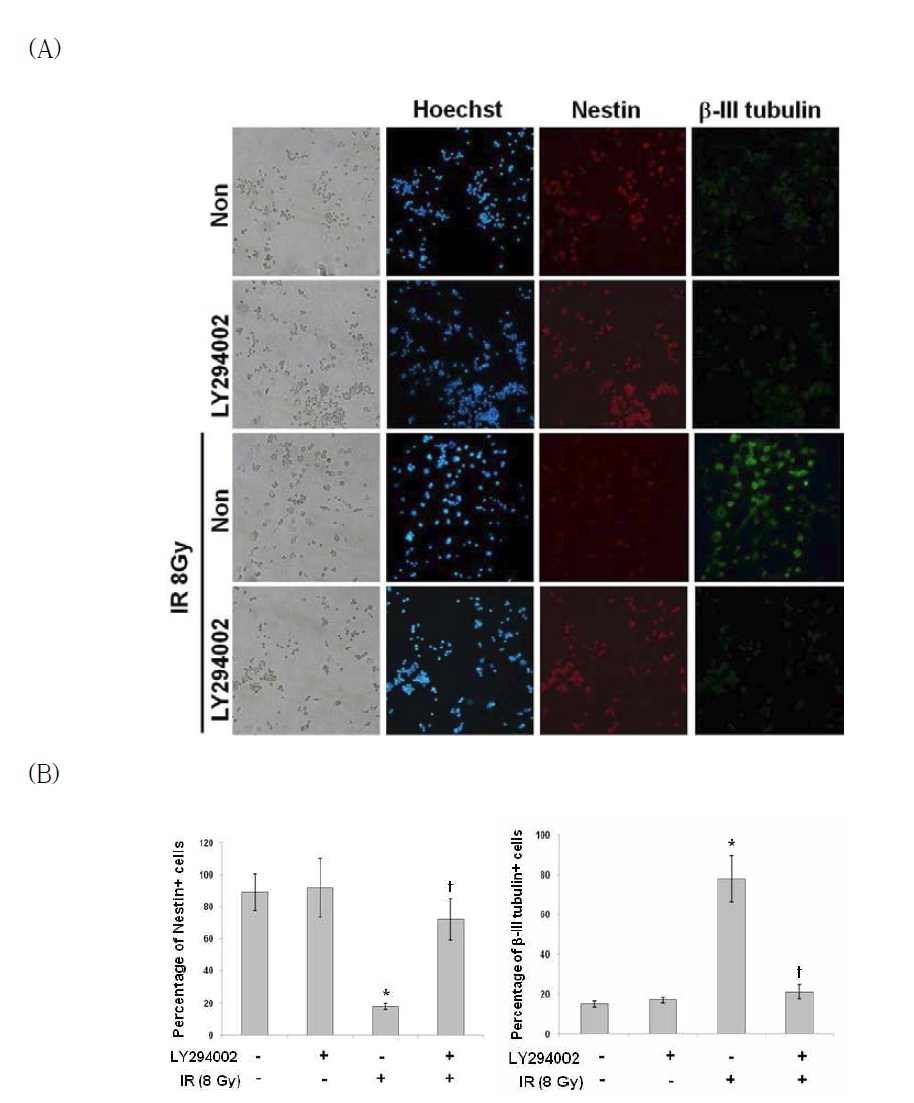 Effect of PI3K inhibitor on the IR-induced expression of neuronal markers in Neuro-2a cells using immunocytochemistry