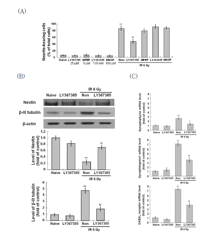 Suppression of IR-induced neuronal properties by mGluR1 antagonist, LY367385 in C17.2 cells