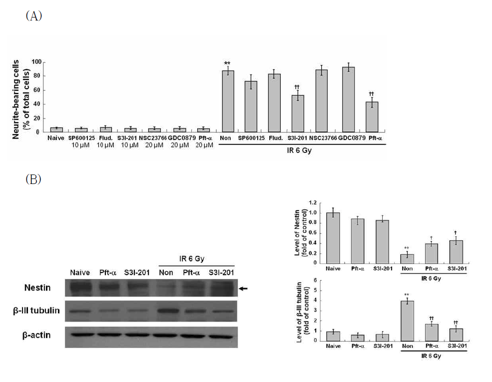 Effect of STAT3 and p53 inhibitors on IR-induced neuronal properties in C17.2 cells