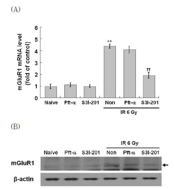 Suppression of IR-induced mGluR1 expression by STAT3 inhibitor in C17.2 cells.