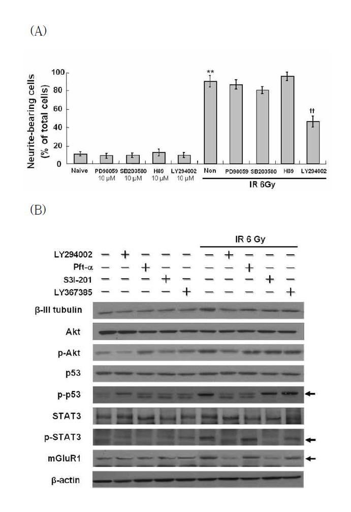 Suppression of IR-induced neuronal differentiation signaling by PI3K inhibitor in C17.2 cells