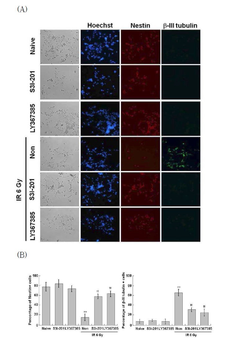 Effect of STAT3 inhibitor and mGluR1 antagonist on the IR-induced expression of neuronal markers in C17.2 cells