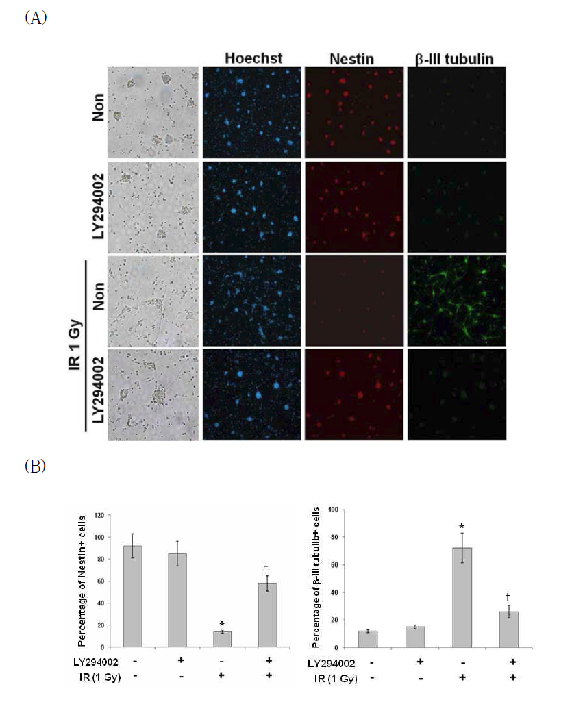 Effect of PI3K inhibitor on the IR-induced neuronal markers in mouse primary neural stem cells