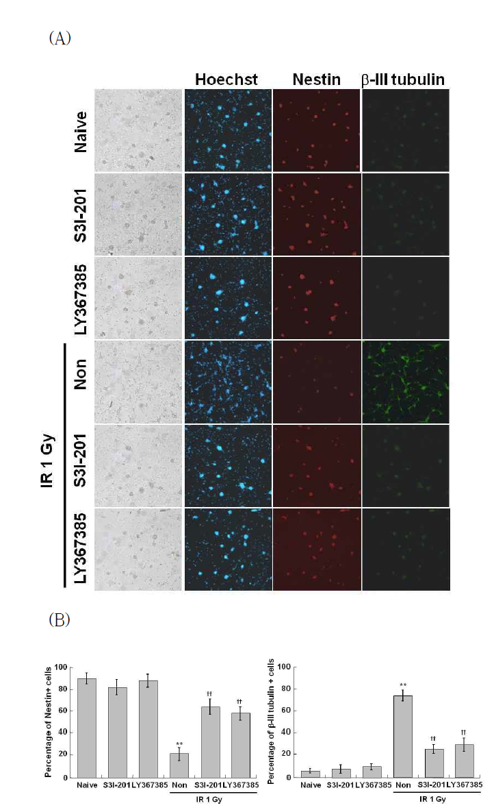 Effect of STAT3 inhibitor and mGluR1 antagonist on the IR-induced neuronal markers in mouse primary neural stem cells