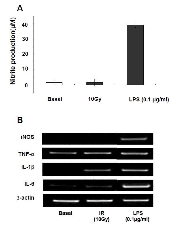 Nitric oxide production and mRNA expressions of pro-inflammatory cytokine in irradiated (10Gy) and LPS-treated BV-2 microglia cells