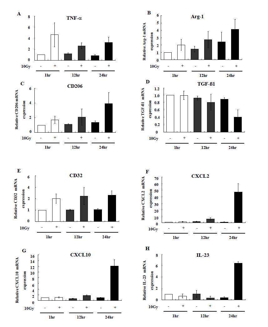 Activation of BV-2 microglia cells by irradiation (10Gy) induces the expression of both M1 and M2 phenotypic pro-inflammatory cytokines and chemokines.