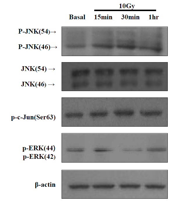 Radiation-induced phosphorylation of JNK and c-Jun in BV-2 cells.