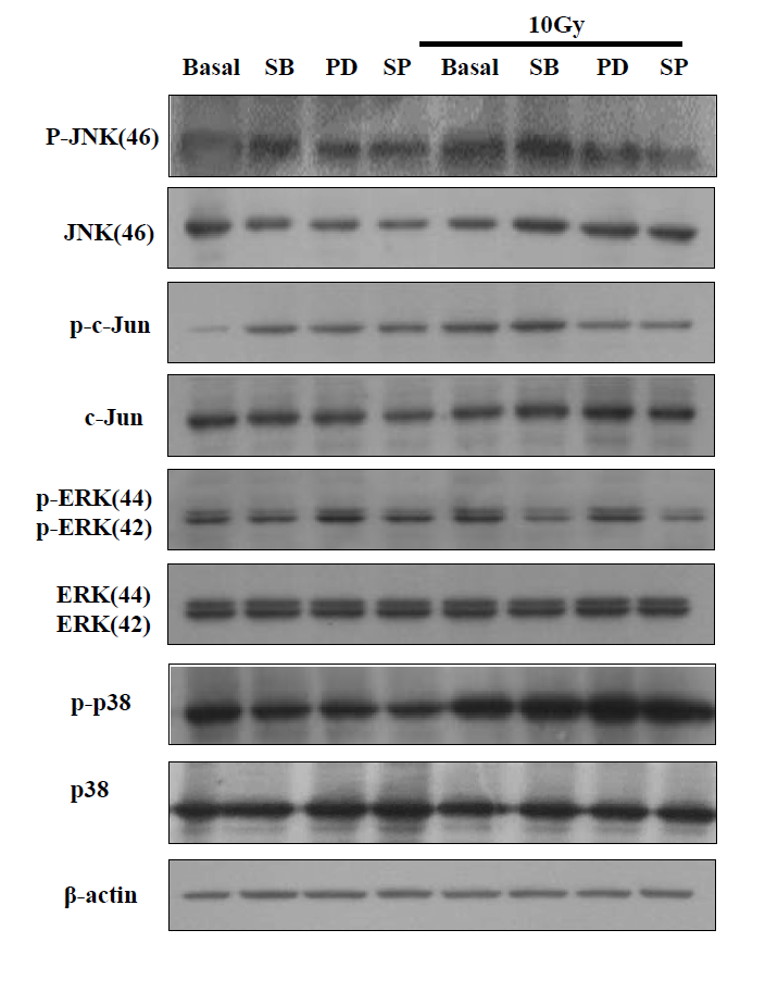 Radiation-induced inflammatory response is dependent on JNK signaling pathway.