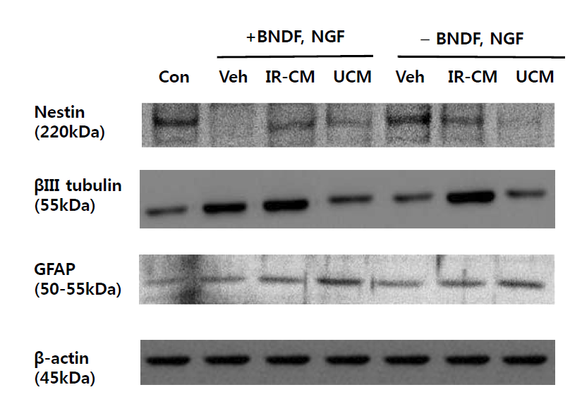 Effects of BV-2 conditioned media on neural cell marker protein expression in C17.2 cells.