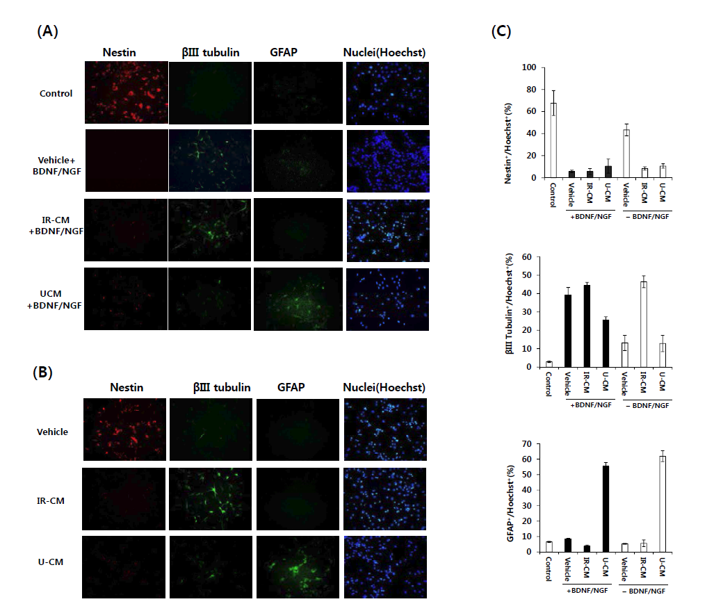 Effects of BV-2 conditioned media on neural cell marker expression in C17.2 cells analyzed by immunocytochemistry