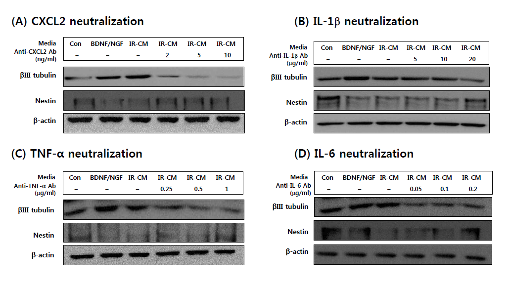 Effects of neutralizing antibodies of inflammatory cytokine/chemokine on the differentiation of C17.2 cells.