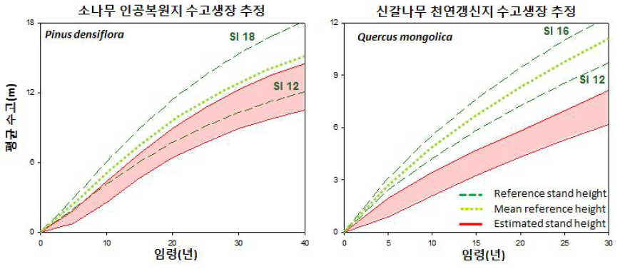 소나무 인공복원지 수고생장(좌)와 신갈나무 천연갱신지 수고생장(우) 추정