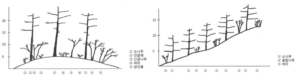 소나무 지표화 피해지(좌)와 전소 후 조림지(우)의 군락 단면도