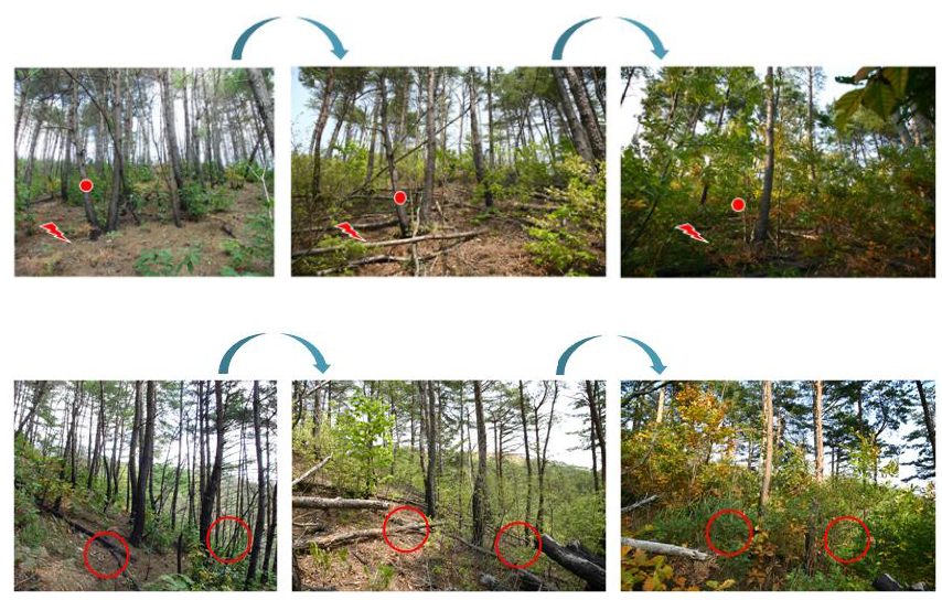 지표화피해지에서 임분 구조 변화