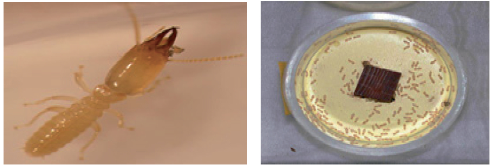 방의효력 시험 (왼쪽; 일본흰개미의 병정개미, 오른쪽; 시험 모습)
