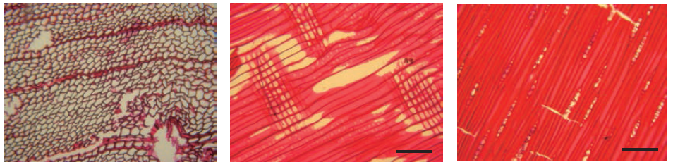 갈색부후균에 의해 부후된 무처리 시편의 광학현미경 사진