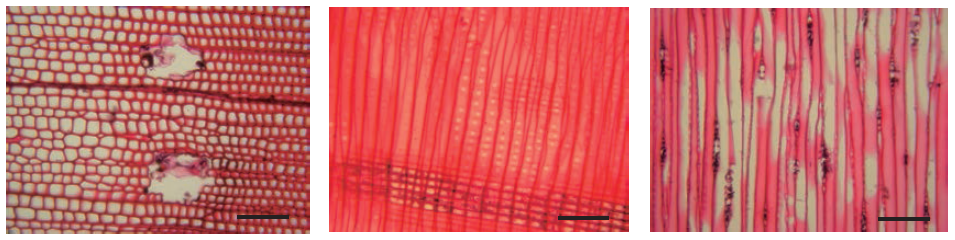 갈색부후균에 의해 부후된 0.45% ACQ처리 시편의 광학현미경 사진