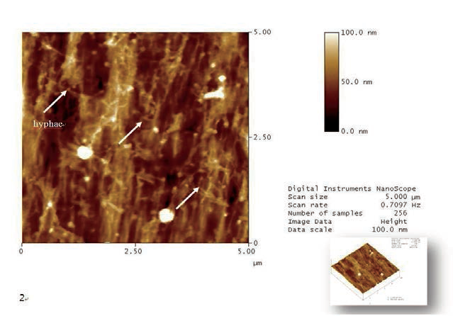 갈색부후균에 의해 부후된 0.15% ACQ처리 시편의 AFM 사진