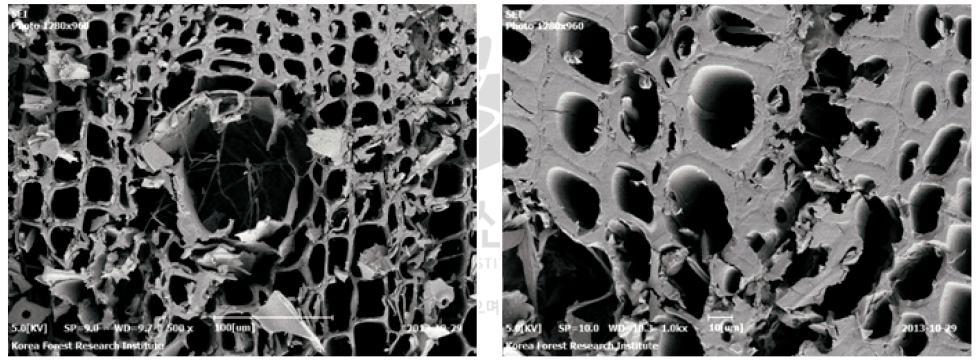 갈색부후균(FOP)에 노출시킨 CUAZ 0.05% 처리 시편의 전자현미경(SEM) 사진