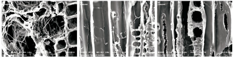 갈색부후균(FOP)에 노출시킨 무처리 시편의 전자현미경(SEM) 사진