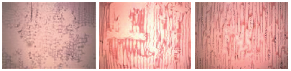 갈색부후균(FOP)에 노출시킨 무처리 시편; 횡단면(x10), 방사단면(x10), 접선단면(x10)