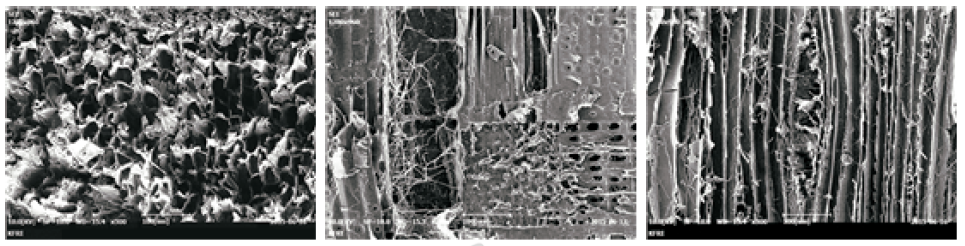갈색부후균(FOP)에 노출시킨 CuHDO 0.05% 처리 시편의 전자현미경(SEM) 사진
