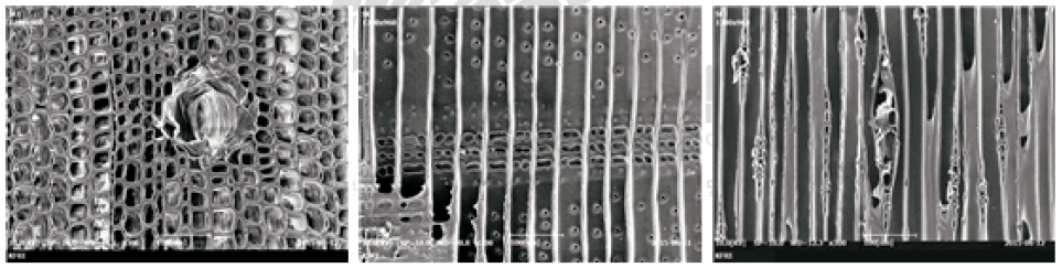 갈색부후균(FOP)에 노출시킨 CuHDO 0.52% 처리 시편의 전자현미경(SEM) 사진